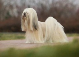 亚洲国产毛茸茸