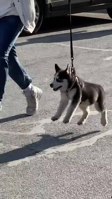 傻狗的日常娱乐吃瓜君,吃瓜君带你领略娱乐圈的欢乐瞬间